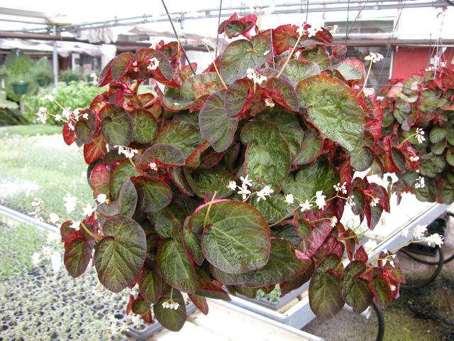 B. ‘Amnesia’